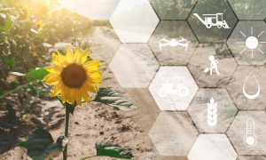 Agricultura orgánica