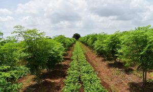 Rotación de cultivos