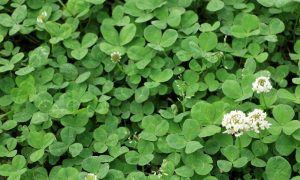 Agricultura de conservación
